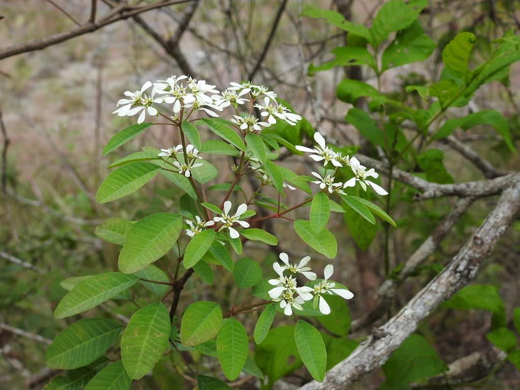 Euphorbia leucocephala